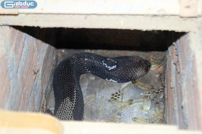 Hiện nay, những người dân ở Bạch Lưu chủ yếu nuôi rắn từ khi mới nở trứng để tránh những xung đột với các con rắn lạ và tiện cho việc chăm sóc, vệ sinh hơn.